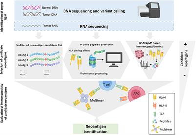 Determinants for Neoantigen Identification